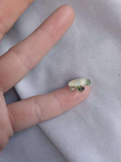 Handmade nano turtle N1 - Thumbnail 2