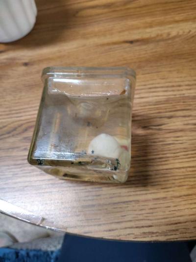 clear jelly candle with small white animals in the candle - Thumbnail 6