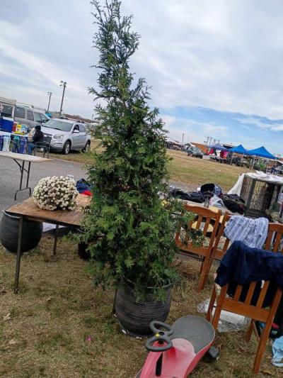 green Gaint lealand tree