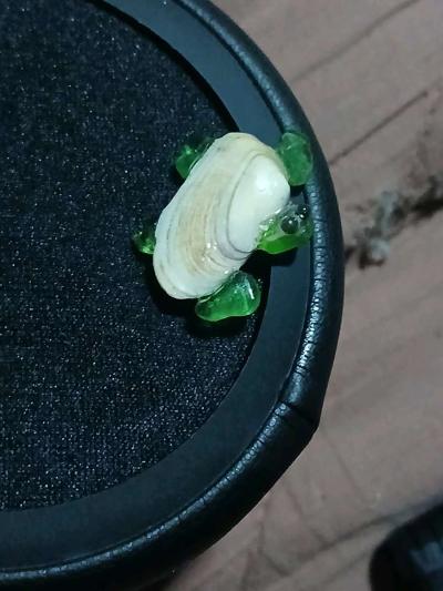 Handmade turtleM5 - Thumbnail 1
