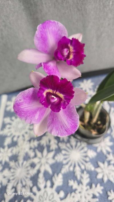 Fragrant Cattleya Orchids Plants - Thumbnail 6