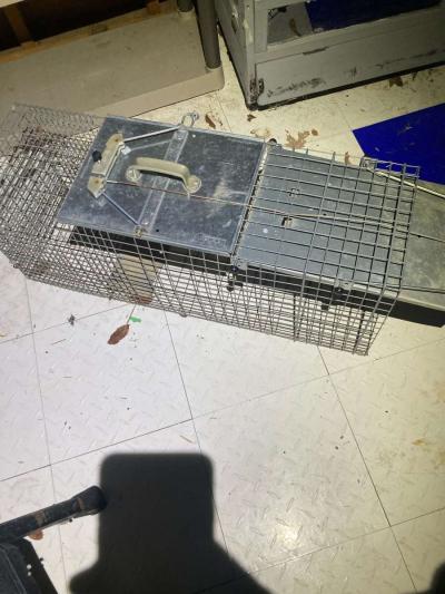 Metal Animal Trap Cage - Thumbnail 4