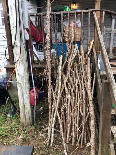 Twisted sticks - Thumbnail 2