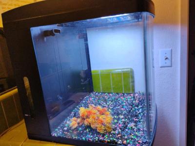 Fish Tank 32 gallon bio cube - Thumbnail 4