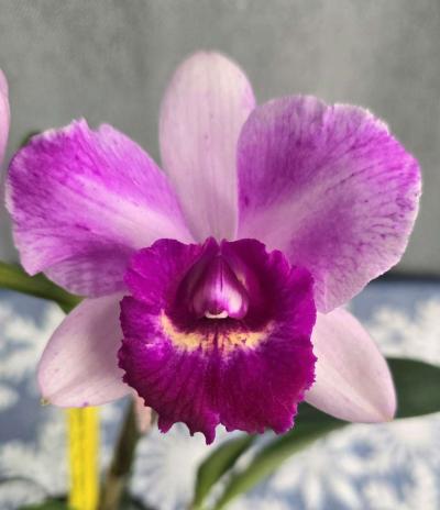 Fragrant Cattleya Orchids Plants - Thumbnail 5