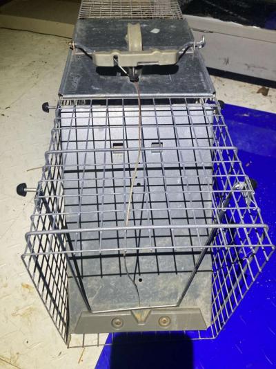 Metal Animal Trap Cage - Thumbnail 2