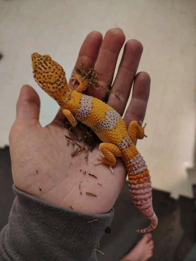 Tangerine Hypo - Thumbnail 5