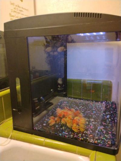 Fish Tank 32 gallon bio cube - Thumbnail 3