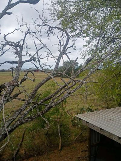 firewood - Thumbnail 6