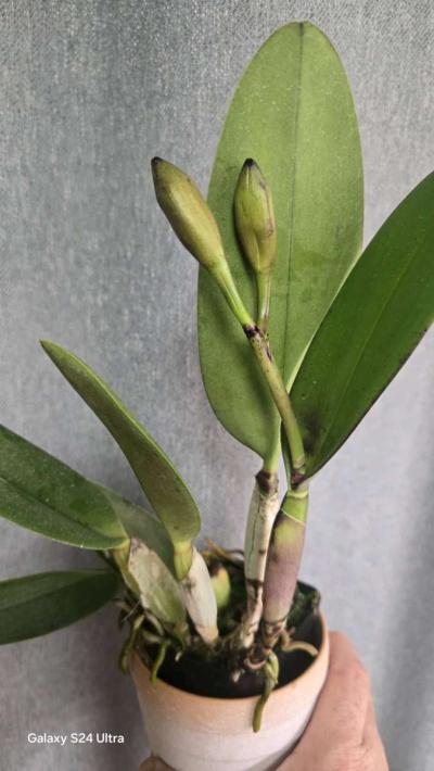 Fragrant Cattleya Orchids Plants - Thumbnail 4