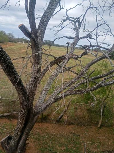 firewood - Thumbnail 5