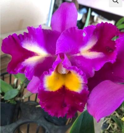 Fragrant Cattleya Orchids Plants - Thumbnail 3