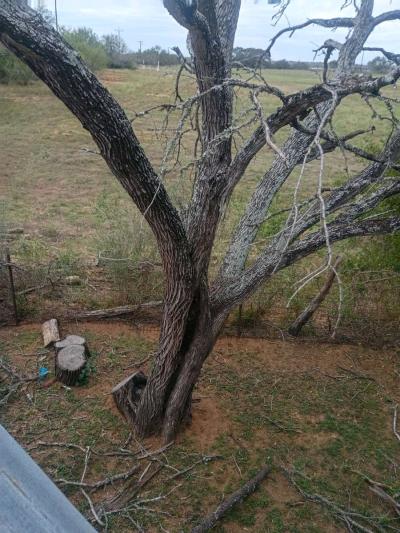 firewood - Thumbnail 4