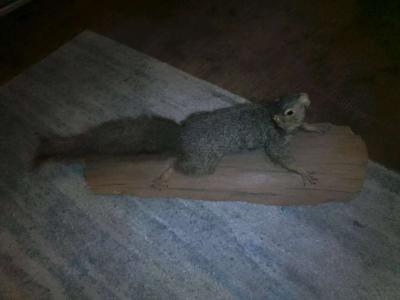 TAXIDERMY SQUIRREL - Thumbnail 2