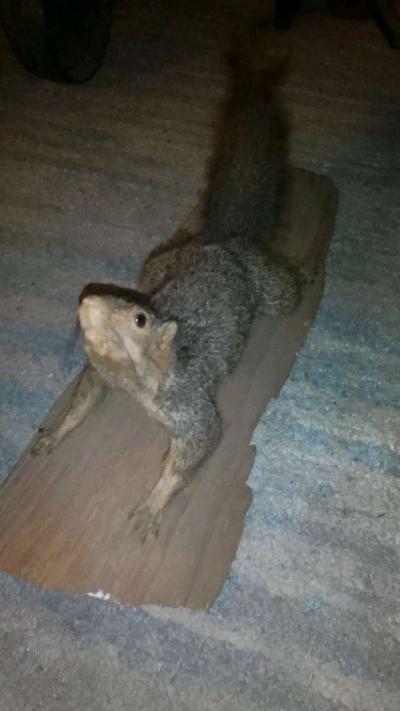 TAXIDERMY SQUIRREL - Thumbnail 3