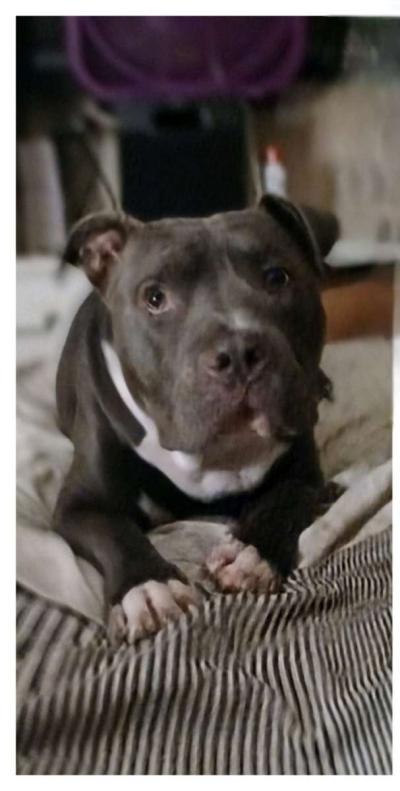 blue nose bully ready to stud - Thumbnail 4