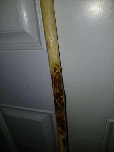 hazelnut walking stick - Thumbnail 6