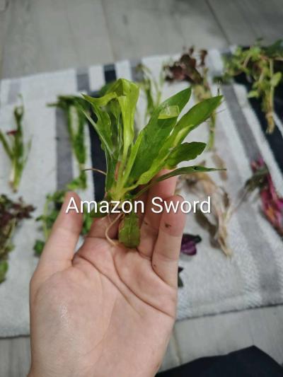 aquarium plants - Thumbnail 6