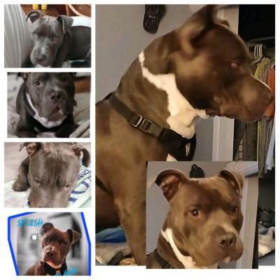blue nose bully ready to stud - Thumbnail 5