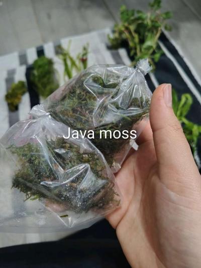 aquarium plants - Thumbnail 4