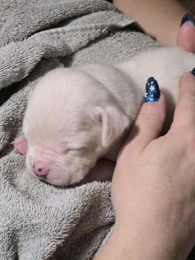 White American Bulldogs - Thumbnail 2