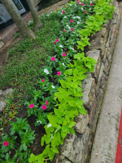 lawn Service - Thumbnail 2