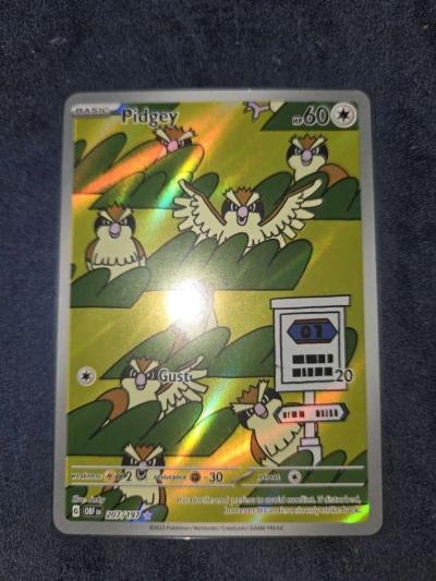 pidgey - Yelm, Washington