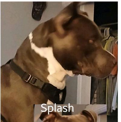 blue nose bully ready to stud - Thumbnail 3
