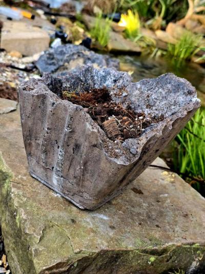 Hoya Crimson Queen in a handmade pot - Thumbnail 5