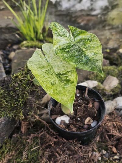 Beautiful Alocasia Odora Batik - Thumbnail 2
