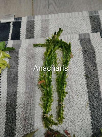 aquarium plants - Thumbnail 5