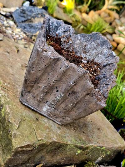 Hoya Crimson Queen in a handmade pot - Thumbnail 6