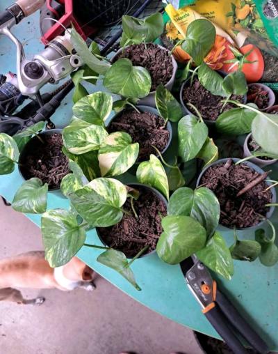 Ivy plants - Laredo, Texas