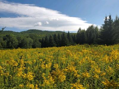 100 acres on top of Cold Spring Mountain - Thumbnail 4