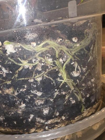 Anthurium Hybrid w Display Case - Thumbnail 5