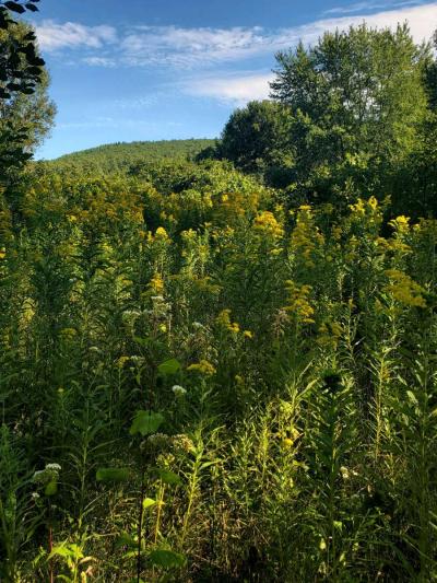 100 acres on top of Cold Spring Mountain - Thumbnail 3
