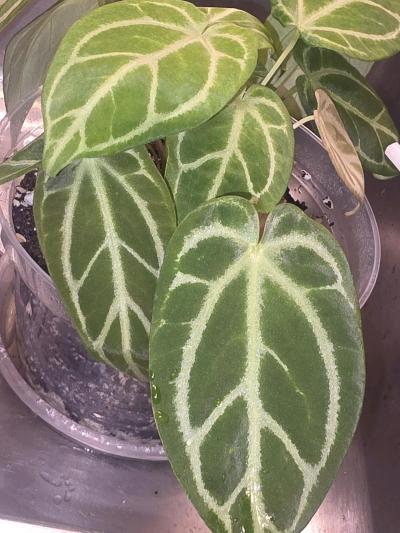 Anthurium Cross Hybrid w Display Case - Thumbnail 4