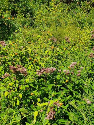 100 acres on top of Cold Spring Mountain - Thumbnail 5