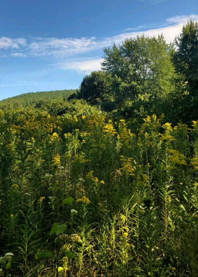 100 acres on top of Cold Spring Mountain - Thumbnail 2