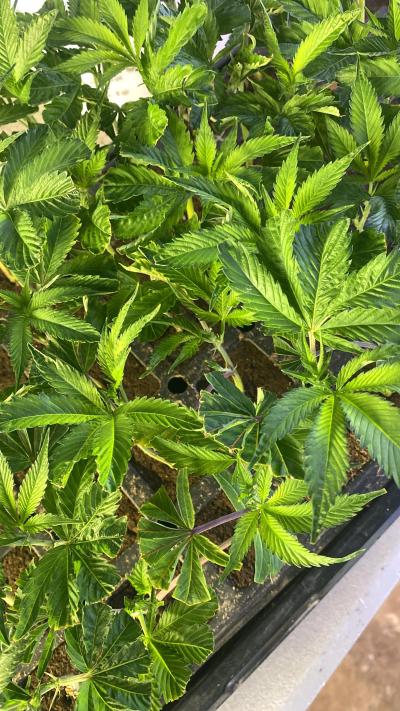 clones gelato - Thumbnail 5