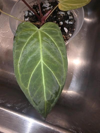 Anthurium Tezula Hybrid w Display Case - Thumbnail 3