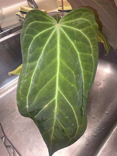 Anthurium Tezula Hybrid w Display Case - Thumbnail 2