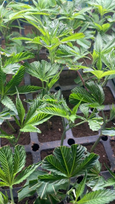 clones gelato - Thumbnail 2