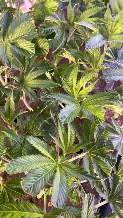 clones gelato - Thumbnail 3