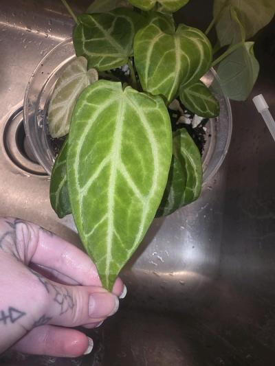 Anthurium Cross Hybrid w Display Case - Thumbnail 2
