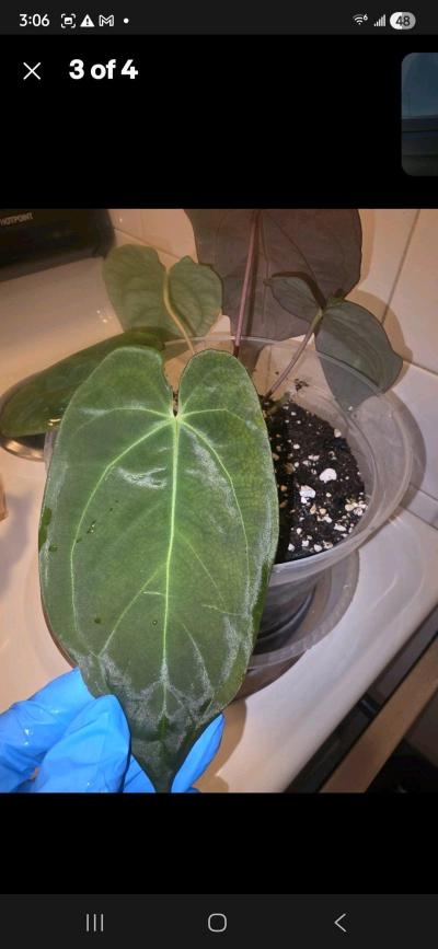 Anthurium Dark Crystal Hybrid w Display Case - Thumbnail 3