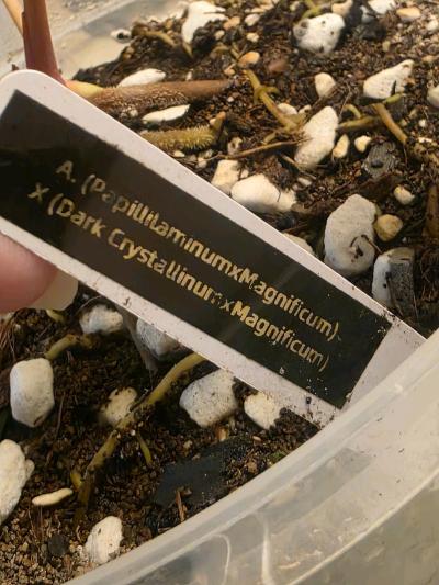 Anthurium Hybrid w Display Case READ - Thumbnail 6