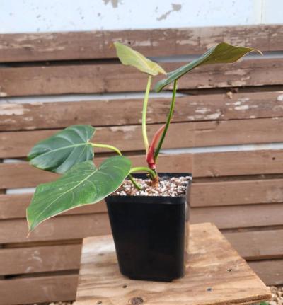 Philodendron Summer Glory - Thumbnail 2