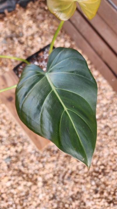 Philodendron Summer Glory - Thumbnail 4