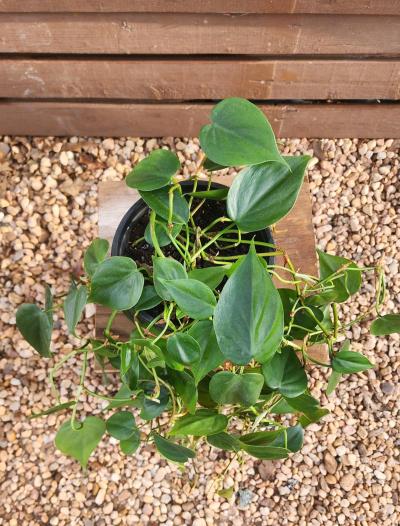 Philodendron hederaceum AKA Heartleaf Philodendron - Thumbnail 2